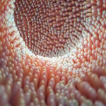 Bir organ kadar önemli! Dengesi bozulursa hasta ediyor