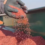 Kuraklık nedeniyle buğday ekimi kasım ayına sarktı