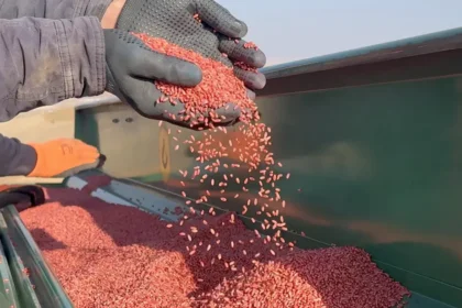 Kuraklık nedeniyle buğday ekimi kasım ayına sarktı