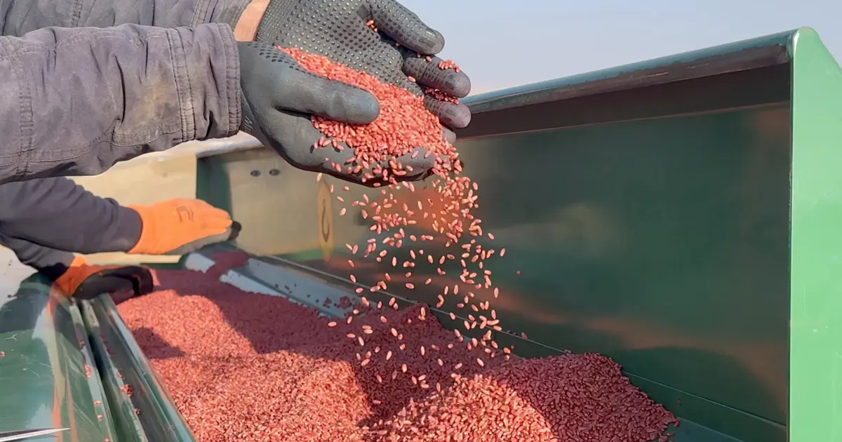 Kuraklık nedeniyle buğday ekimi kasım ayına sarktı