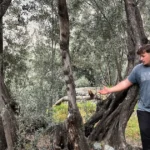 Merdivenle çıkıp elle topluyorlar. 3 çeşit ayrılıyor, yoğun talep var