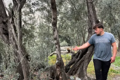 Merdivenle çıkıp elle topluyorlar. 3 çeşit ayrılıyor, yoğun talep var