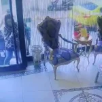 Böcek ailesinin ölümü: Ailenin hastaneden otele dönüş anları ortaya çıktı