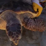 Balık ağlarına takılan caretta caretta kurtarıldı